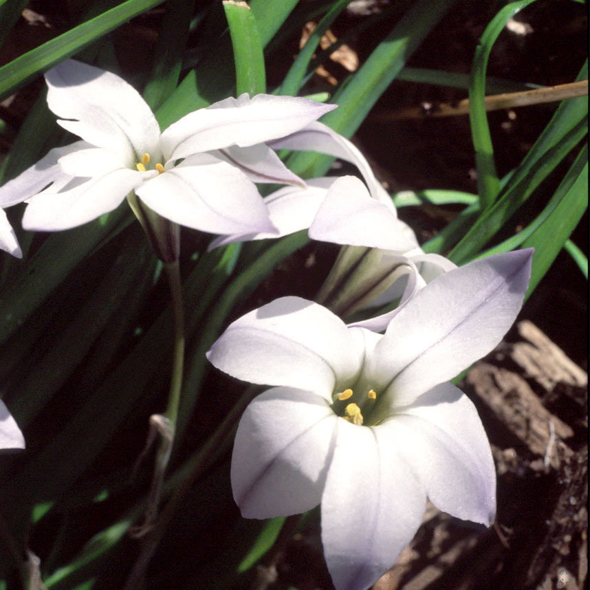 Ipheion Uniflorum