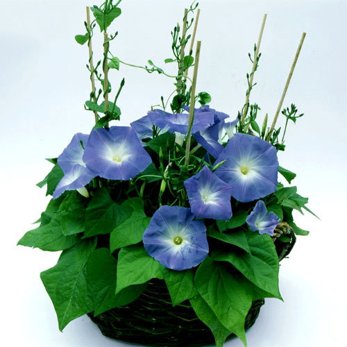 Ipomoea Clarkes Heavenly Blue