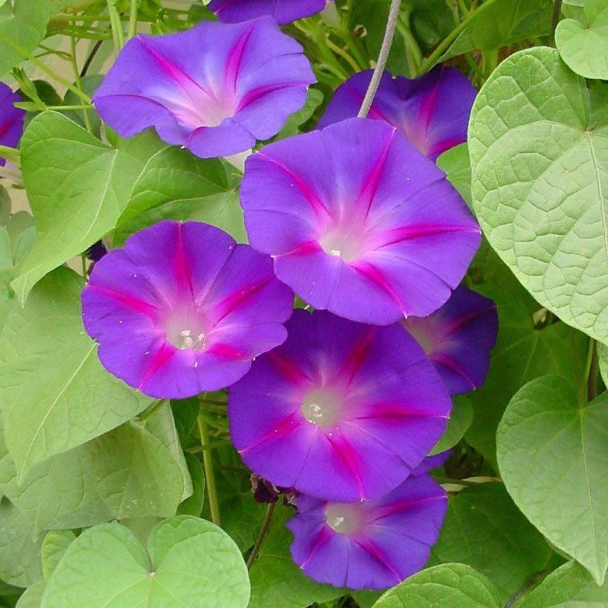 Ipomoea Granda Otts