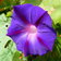Ipomoea Purple Haze