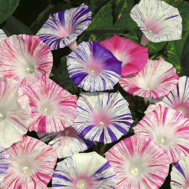 Ipomoea Carnevale Di Venizia