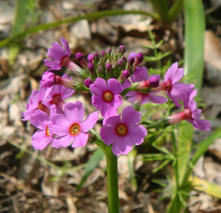 Primula Stenodonta
