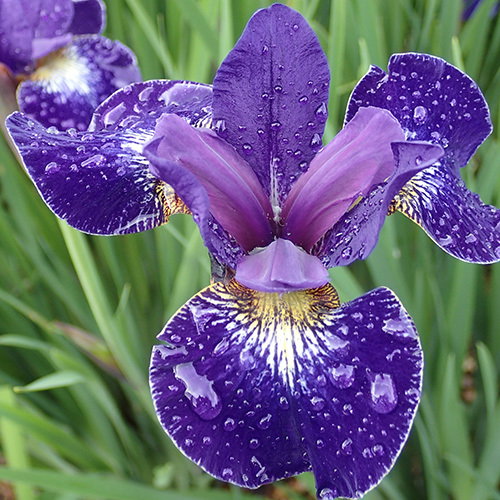 Iris Tetraploid Hybrids