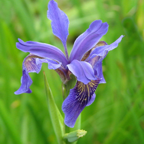 Iris Bulleyana