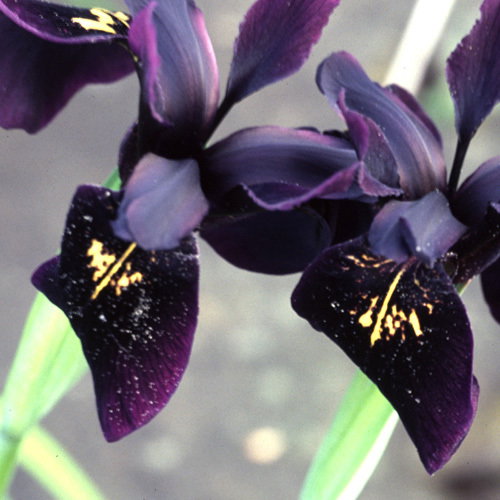 Iris Chrysographes Black Gold