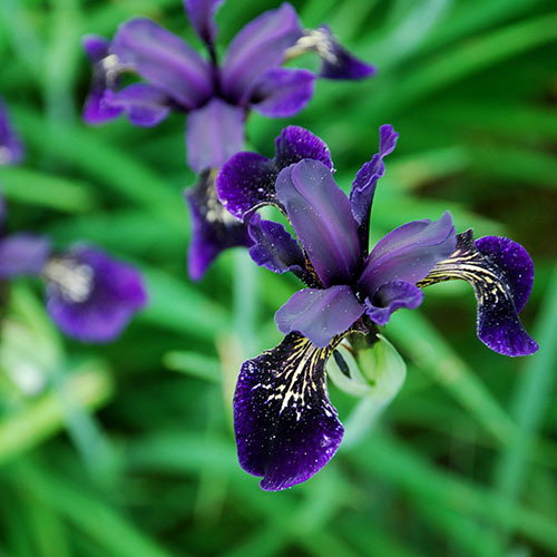 Iris Chrysographes