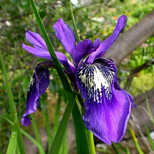 Iris Clarkei