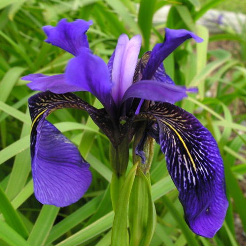Iris Delavayi
