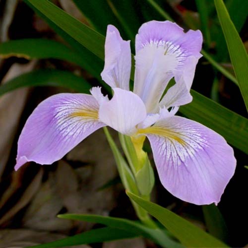 Iris Douglasiana