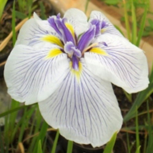 Iris Ensata Ghost New