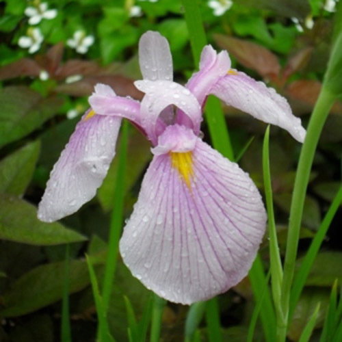 Iris Ensata Rose Queen 2 New