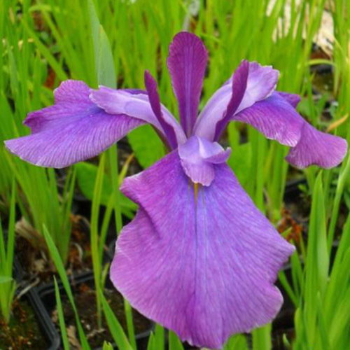 Iris Ensata Xenia