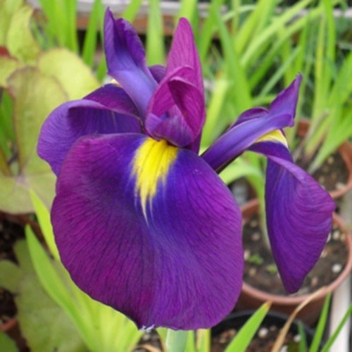 Iris Ensata4 New