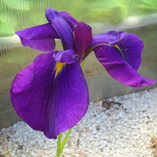 Iris Ensata Oase New
