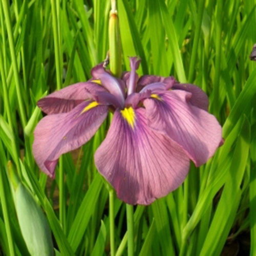 Iris Ensata Nefertiti New