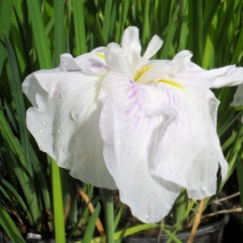 Iris Ensata Kogesho 3 New