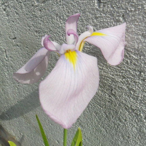 Iris Ensata Darling New