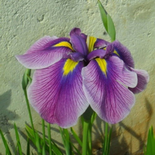 Iris Ensata Oriental Eye New