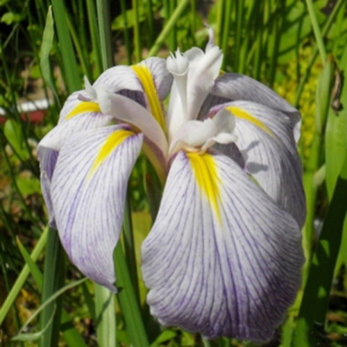 Iris Ensata Aquamarin 3 New