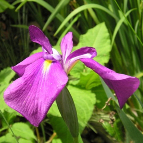 Iris Ensata Aiogata 2 New