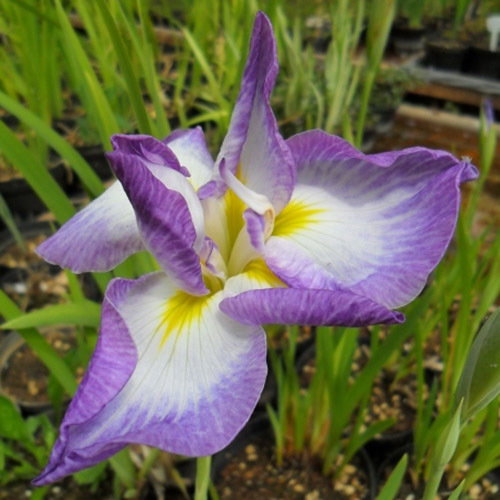 Iris Ensata Loyalty New