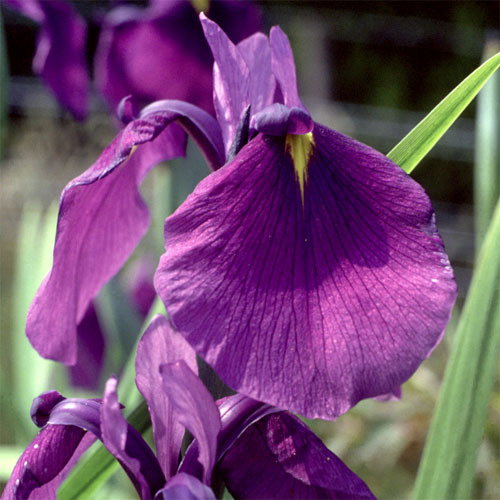 Iris Ensata