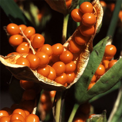 Iris Foetidissima Fruit
