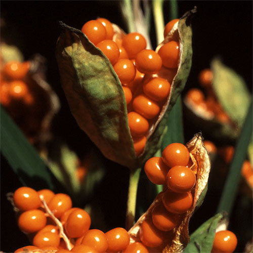 Iris Foetidissima Fruit