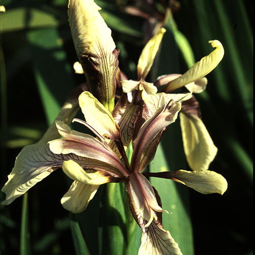 Iris Foetidissima Citrinus1