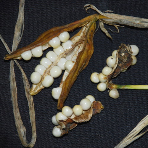 Iris Foetidissima Albo Fructa