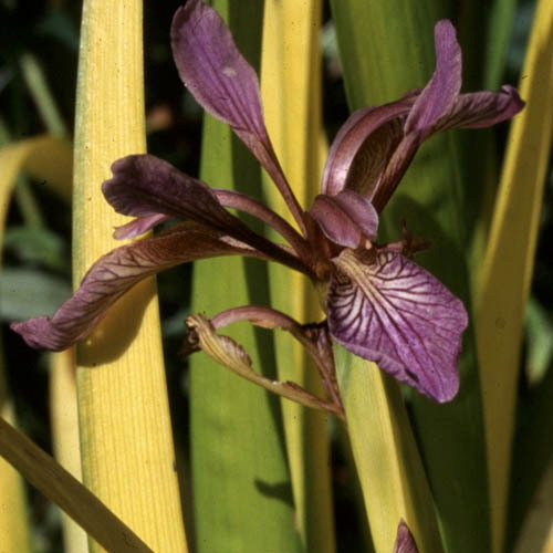 Iris Pauls Gold