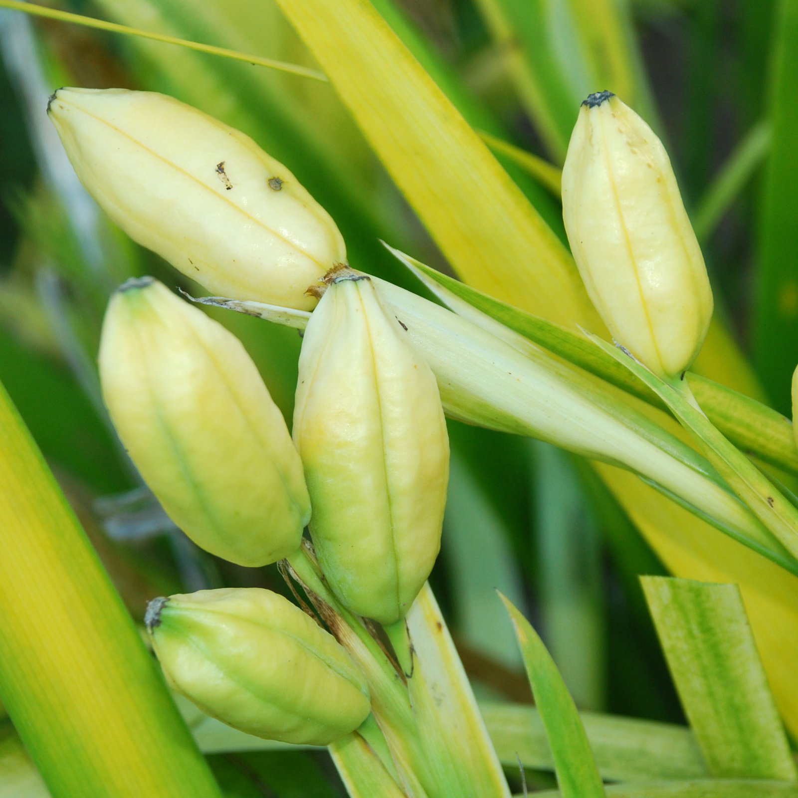 Iris Foetidissima Paul S Gold Seed Pod
