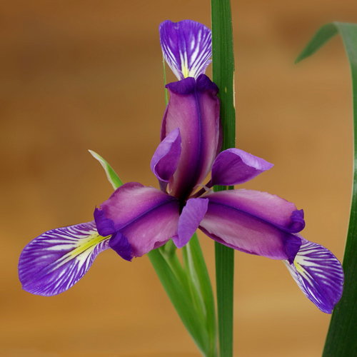 Iris Graminea