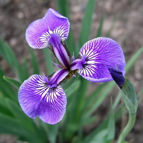Iris Hookeri