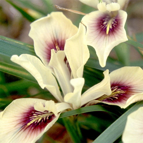 Iris Innominata