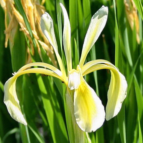 Iris Kerneriana