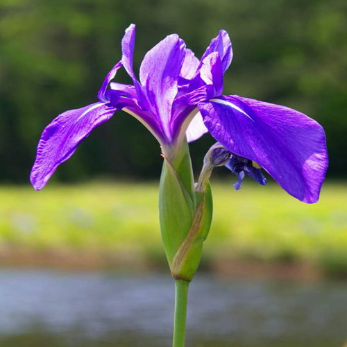 Iris Laevigata