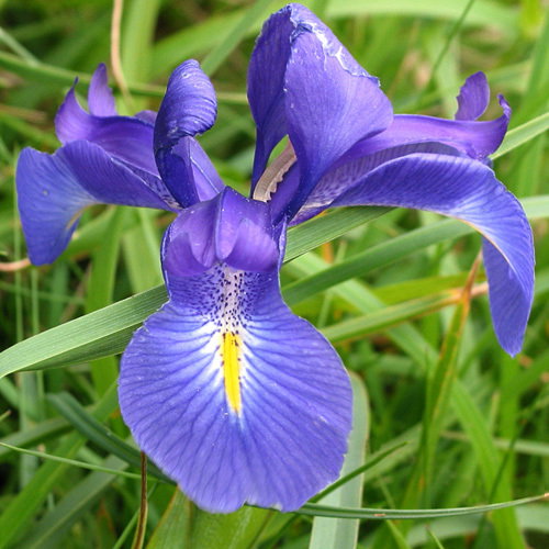 Iris Latifolia