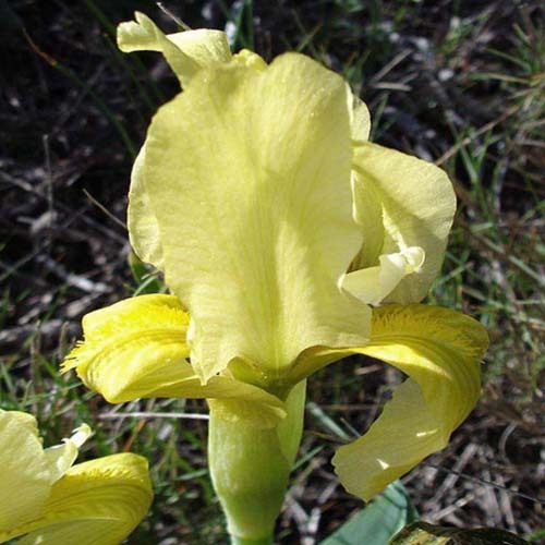 Iris Lutescens