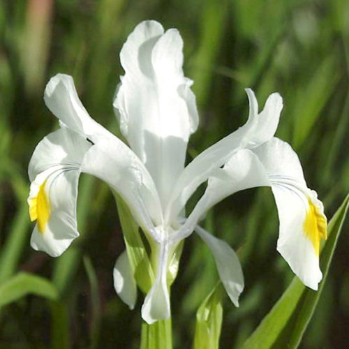 Iris Magnifica