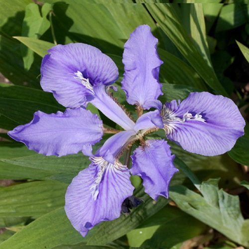 Iris Milesii
