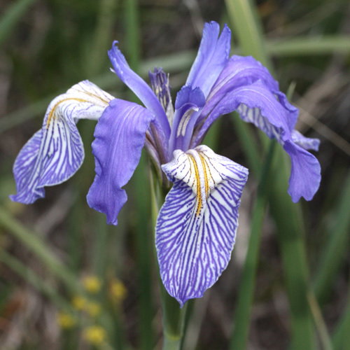 Iris Missouriensis