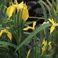 Iris Pseudacorus