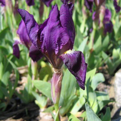 Iris Pumila