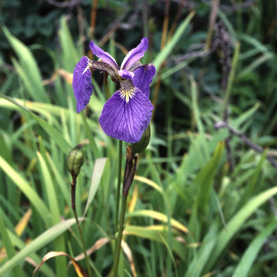 Iris Setosa