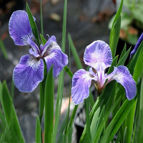 F Iris Setosa Arctica