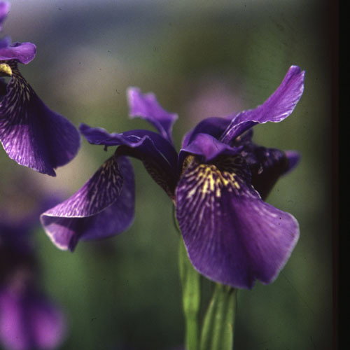 Iris Sibirica