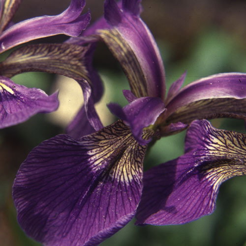 Iris Sibirica