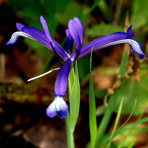Iris Sintenisii