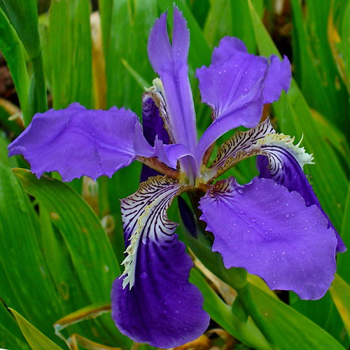 Iris Tectorum